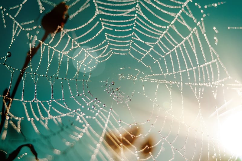 Mentorship Image